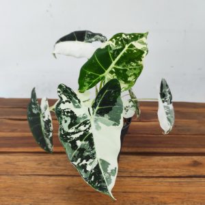 Alocasia Frydek Variegata - V.14