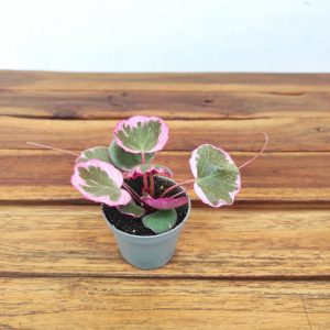 Saxifraga Variegata V.6