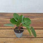 Pilea Peperomioides V.6