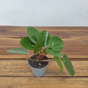 Pilea Peperomioides V.6