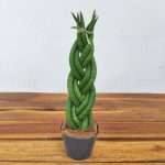 Sansevieria Cylindrica