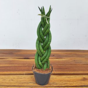 Sansevieria Cylindrica