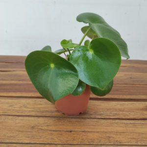 Peperomia Polybotrya Raindrop