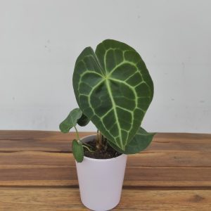 Anthurium Clarinervium C/ Vaso