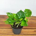 Epipremnum Aureum ‘Global Green’