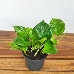 Epipremnum Aureum ‘Global Green’