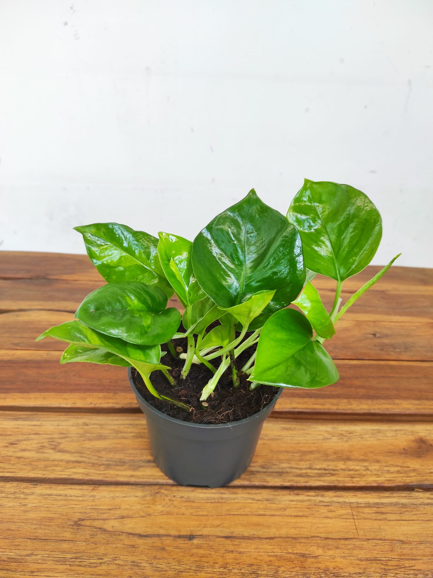 Epipremnum Aureum ‘Global Green’