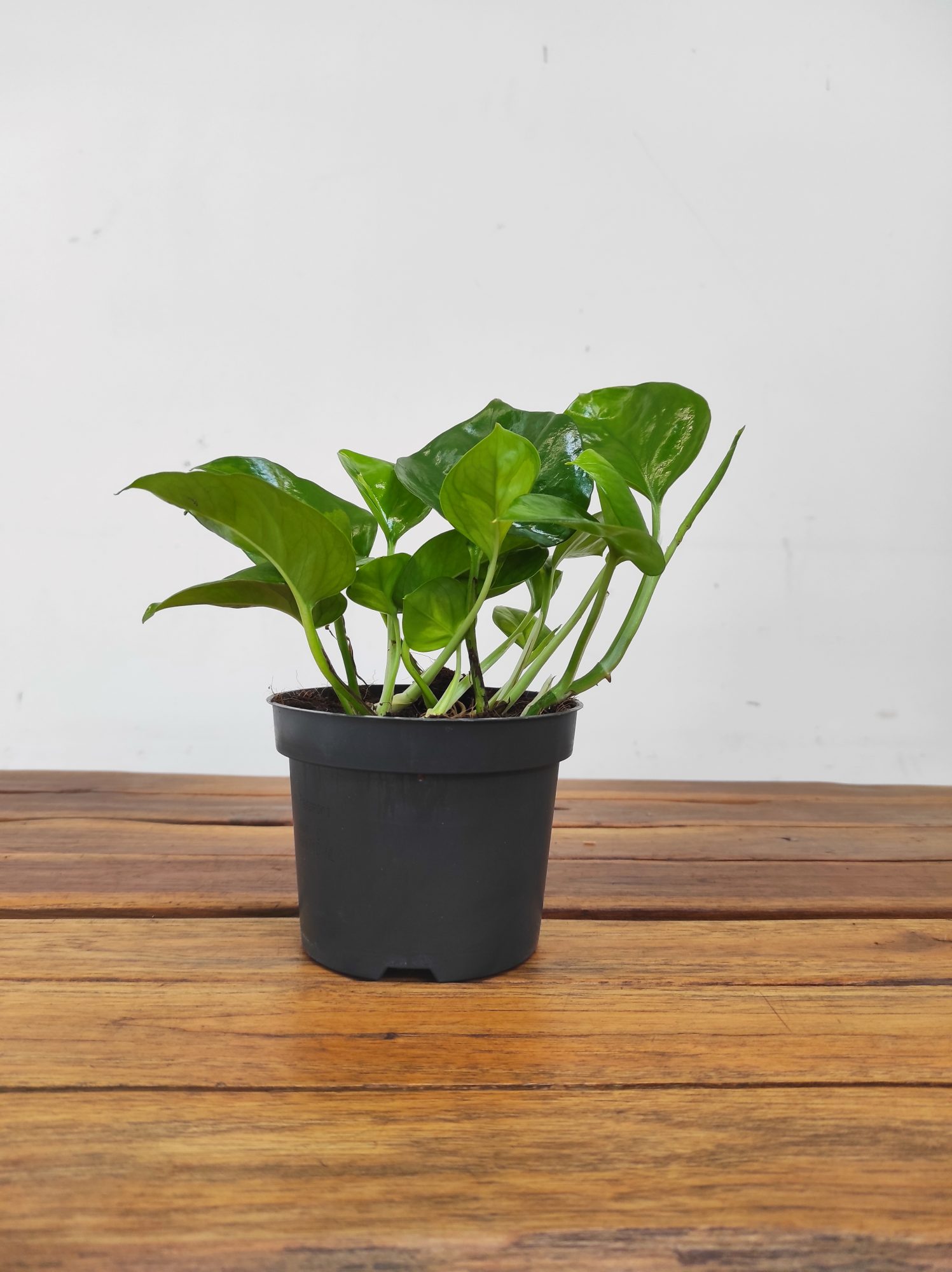 Epipremnum Aureum ‘Global Green’ - Image 2