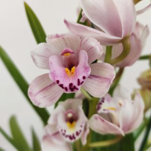 Cymbidium 'Pincelado' - 2/3 Hastes