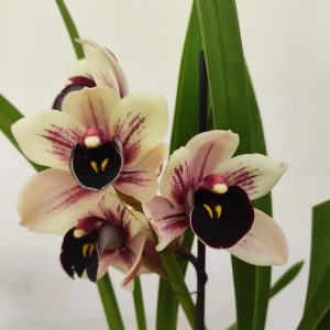 Cymbidium 'Salina'
