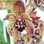 Cymbidium 'Alice'