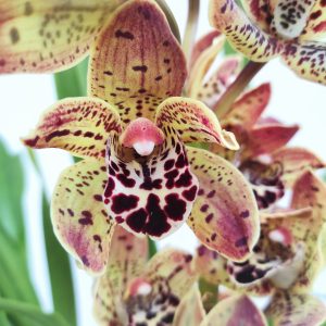 Cymbidium Angela - 1 haste