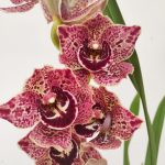 Cymbidium Angela - 1 haste