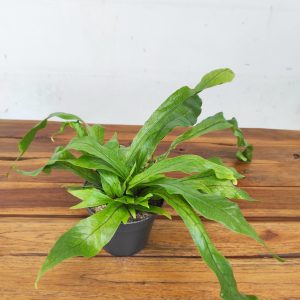 Microsorum Musifolium 'Crocodyllus'