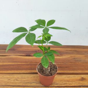 Pachira Aquatica V.9