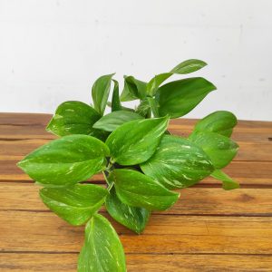 Scindapsus 'Rubicon'