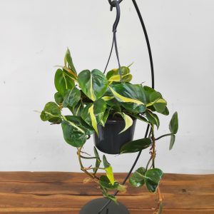 Philodendron Scandens 'Sylver Stripe' - Suspensão