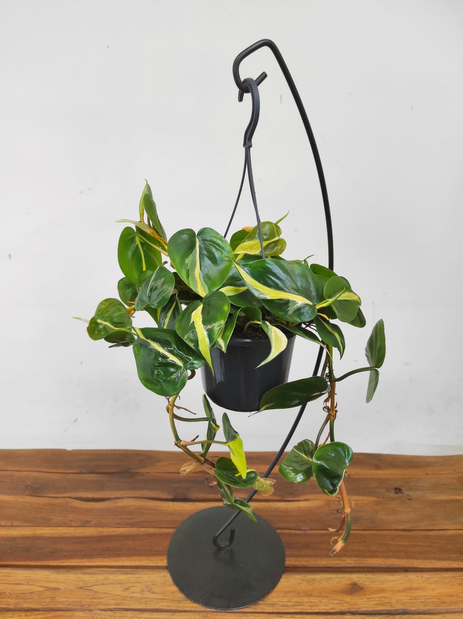 Philodendron Scandens 'Sylver Stripe' - Suspensão