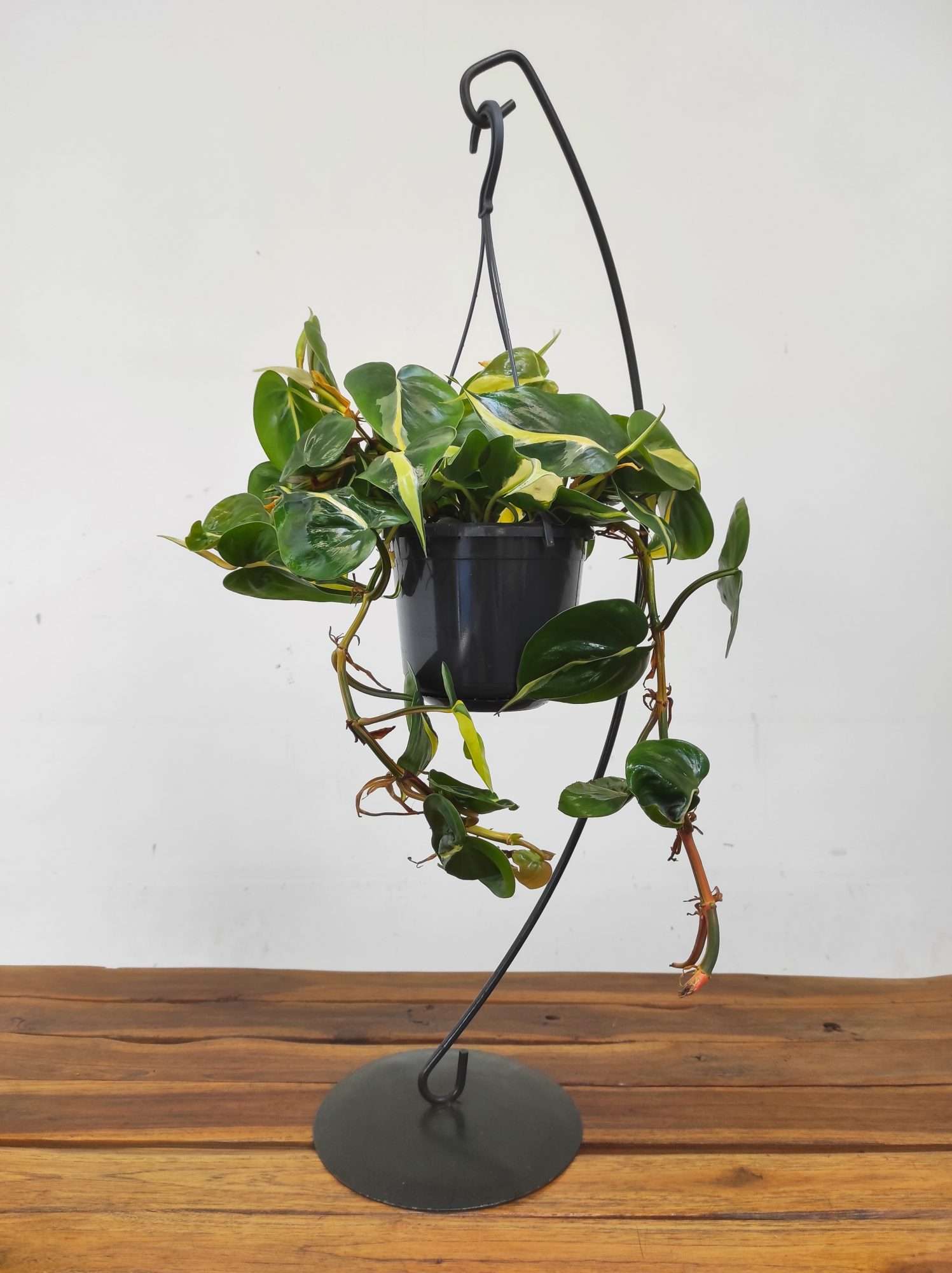 Philodendron Scandens 'Sylver Stripe' - Suspensão - Image 2