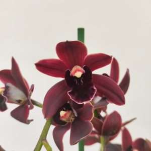 Cymbidium Cali Night