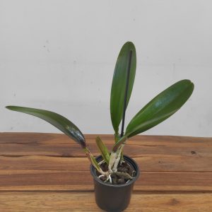 Cattleya Empress Of Mercury