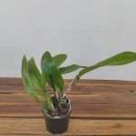 Cattleya See Breeze 'Blue Ribbon'