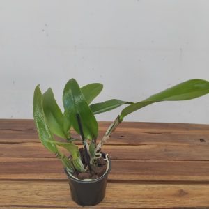 Cattleya See Breeze 'Blue Ribbon'