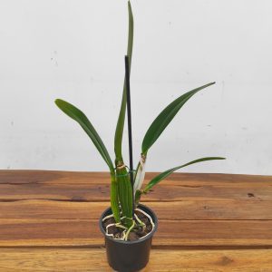 Cattleya Percivaliana - Sem Flor