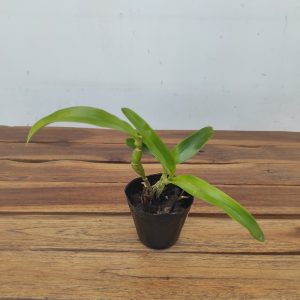 Cattleya Caulocatt. Chantilly Lace 'Twinkle'