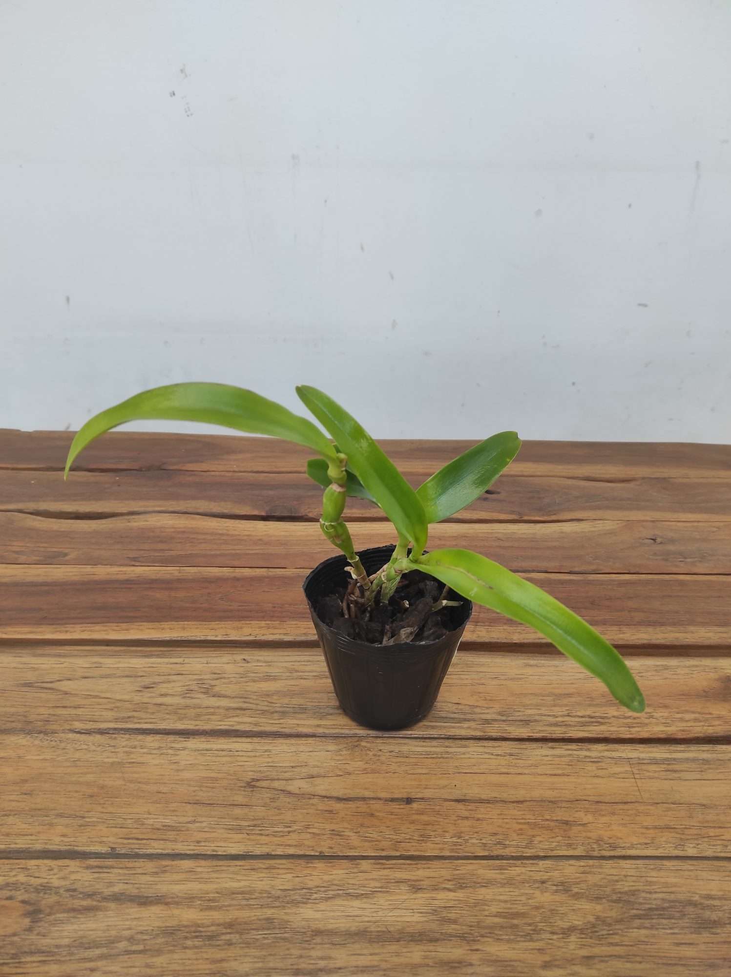 Cattleya Caulocatt. Chantilly Lace 'Twinkle'