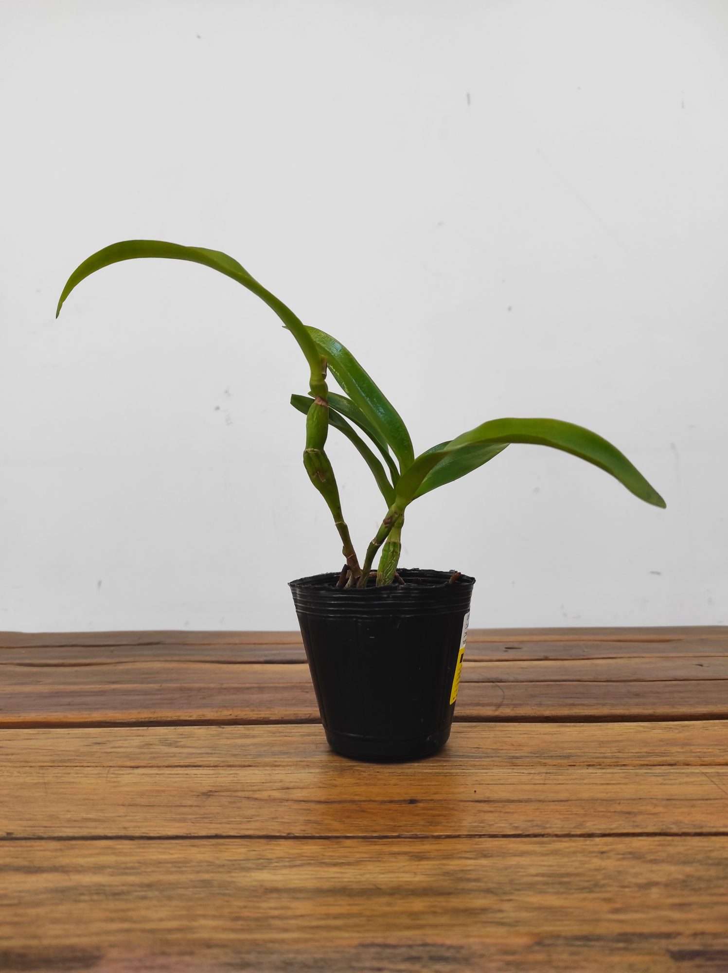 Cattleya Caulocatt. Chantilly Lace 'Twinkle' - Image 2