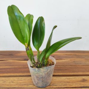 Cattleya Hyb. Rlc. Taiwan Chief Wine Van