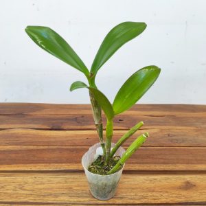 Cattleya Rth.Varut Startrack 'Golden Tiger'