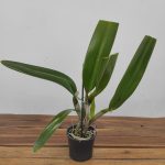 Cattleya Gaskelliana F. Alba