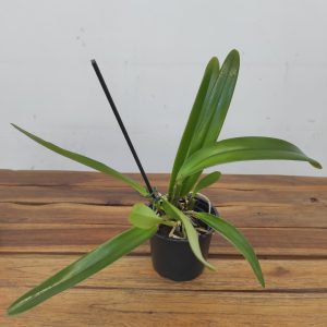 Cattleya Maxima F.Albescens 'Konigin Silvia'