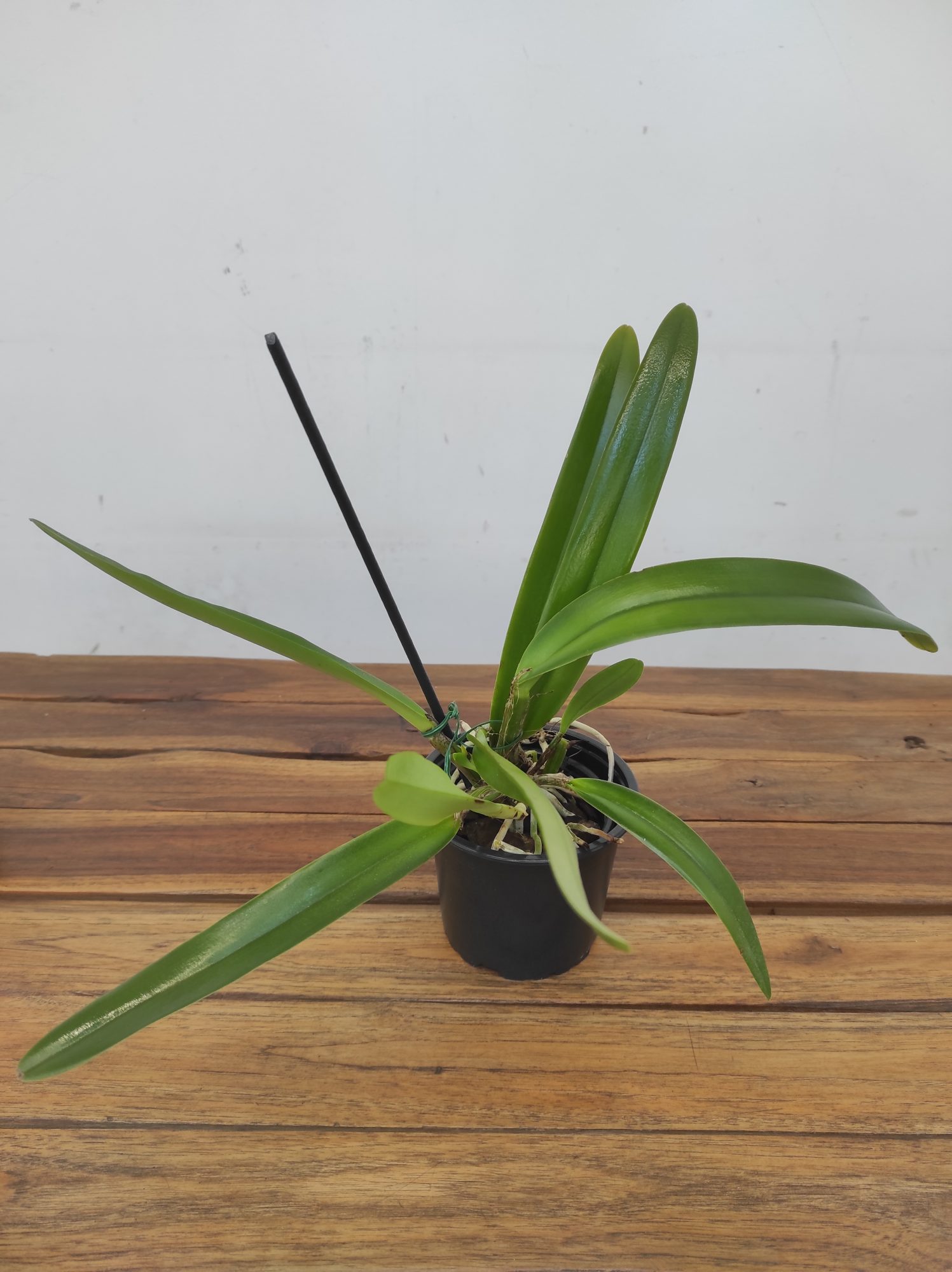 Cattleya Maxima F.Albescens 'Konigin Silvia'