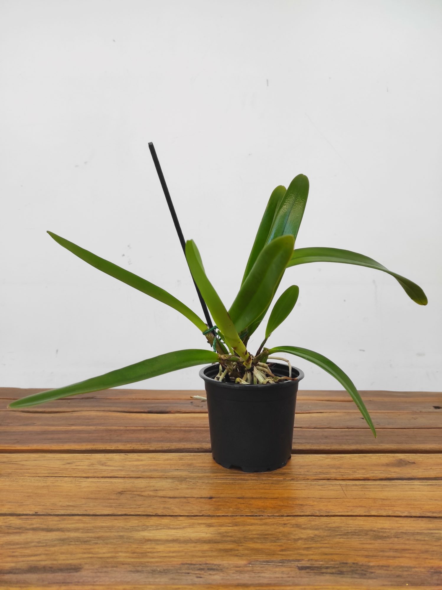 Cattleya Maxima F.Albescens 'Konigin Silvia' - Image 2