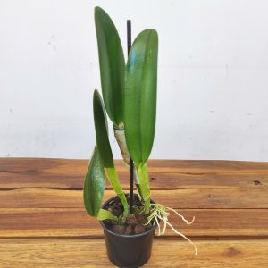 Rhyncholaelia 'Digbyana'