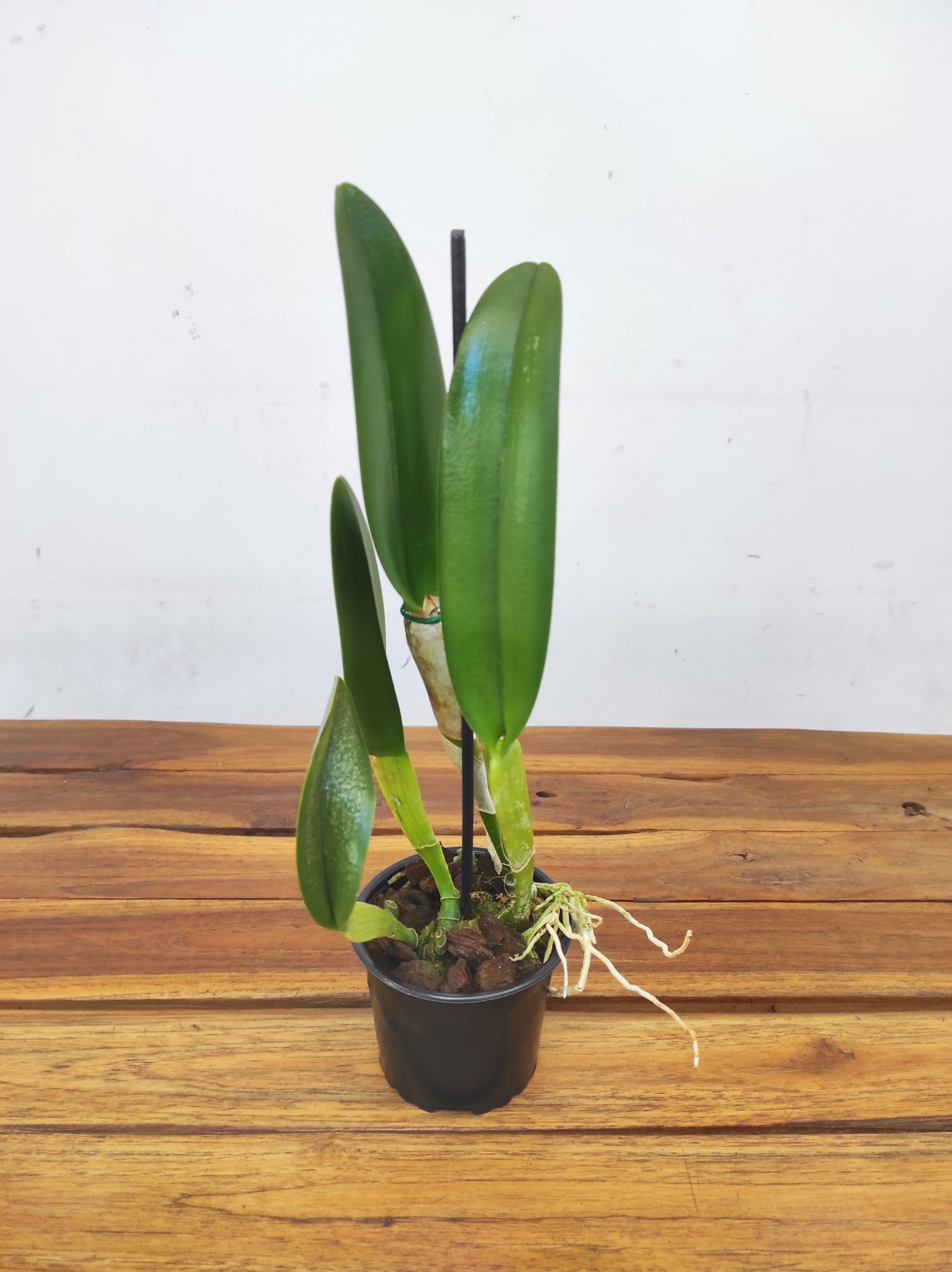 Rhyncholaelia 'Digbyana'