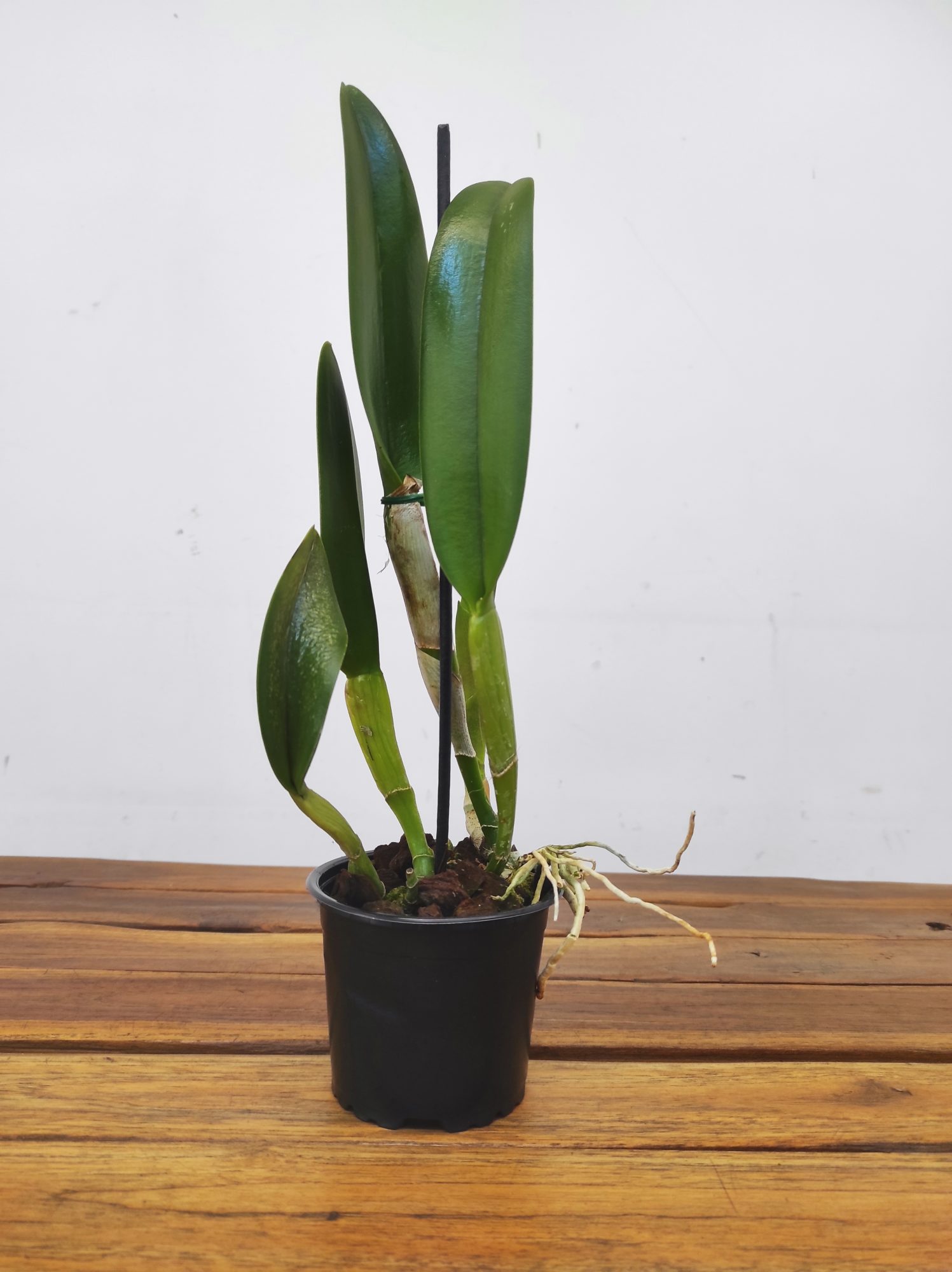 Rhyncholaelia 'Digbyana' - Image 2