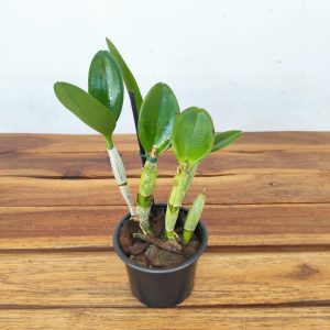 Cattleya Taiwan 'Blue Angel'