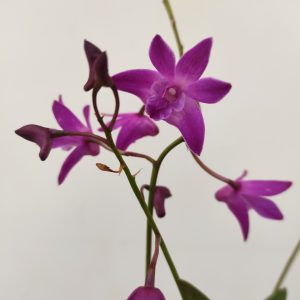 Dendrobium Jonathan Glory