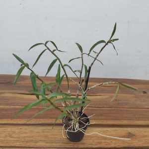 Dendrobium Moniliforme 'Tenshikou'