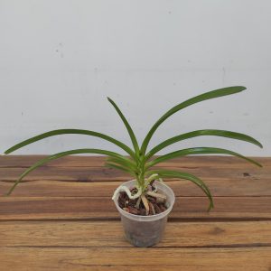 Vanda Lamellata X Javierae