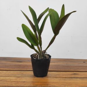 Cattleya Rth. Shinfong Little Sun'Youn 'Golden Boy' - Sem Flor