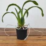 Rhynchostele Rossii 'Nurelias'