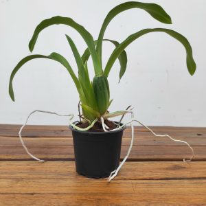 Rhynchostele Rossii 'Nurelias'