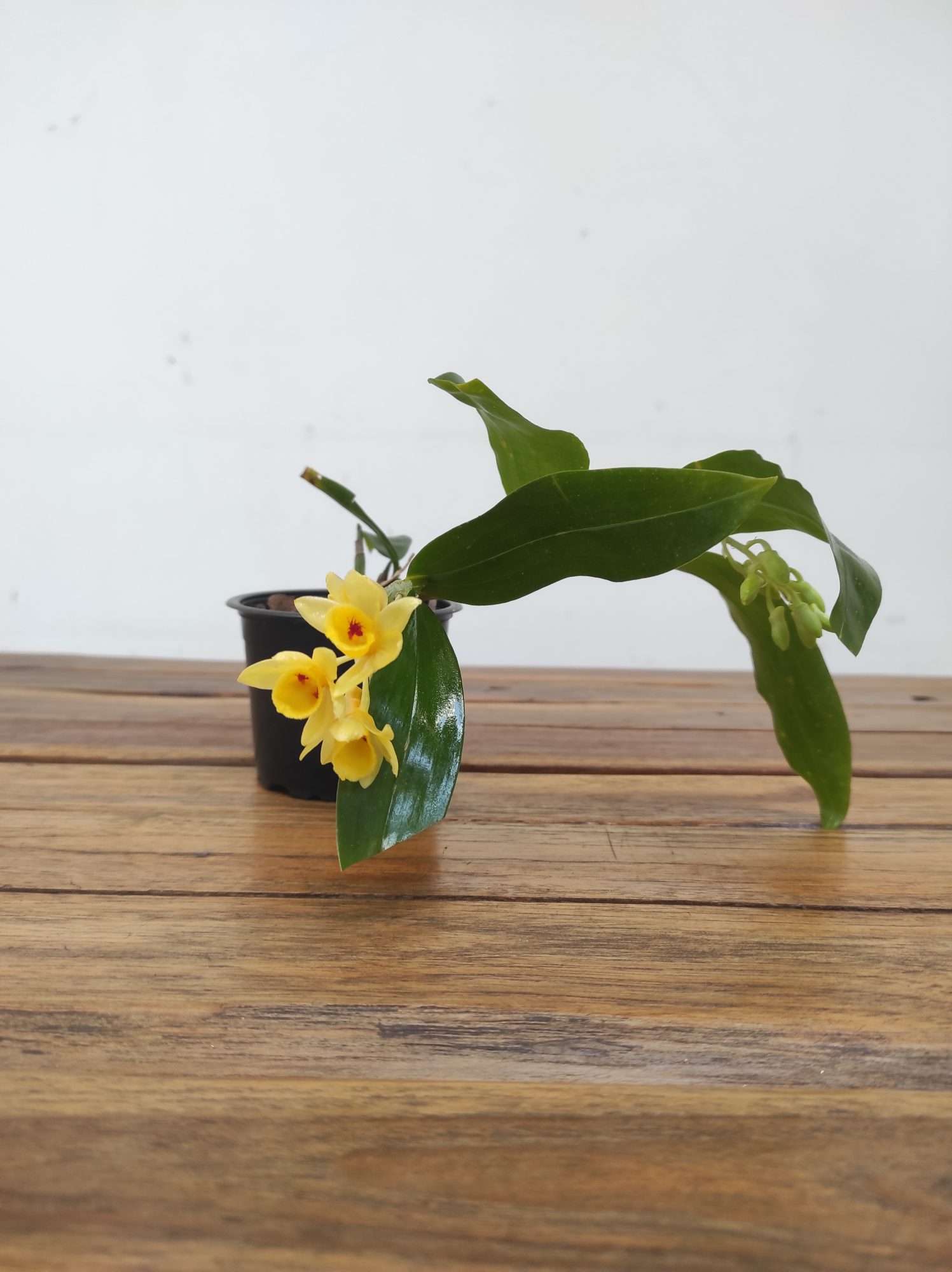 Dendrobium Sulcatum - Image 2