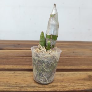 Catasetum Pileatum 'Jumbro Green Gold'