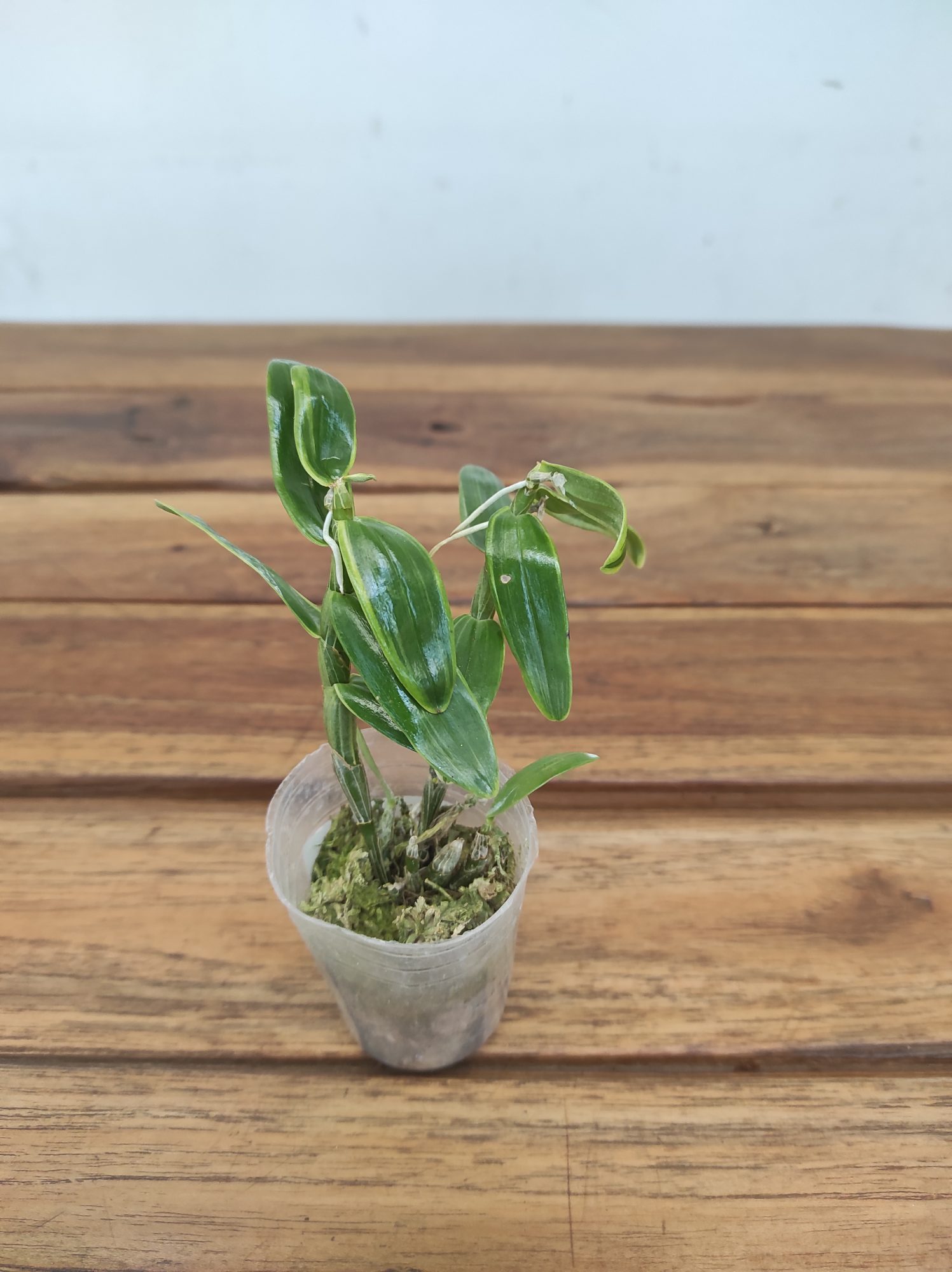 Dendrobium Moniliforme 'Fujizuru' - Image 2